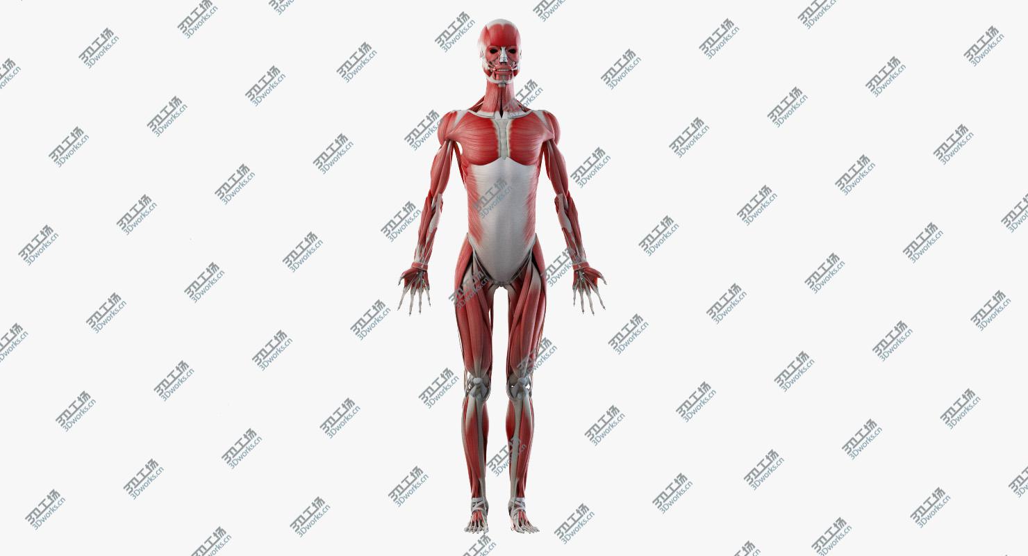 images/goods_img/2021040234/3D Female Skin Skeleton And Muscles Rigged/5.jpg